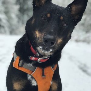 Meet your Posher, Ann